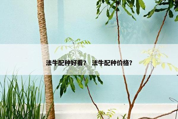 法牛配种好看? 法牛配种价格?