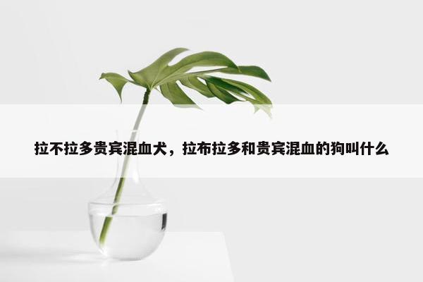 拉不拉多贵宾混血犬,拉布拉多和贵宾混血的狗叫什么