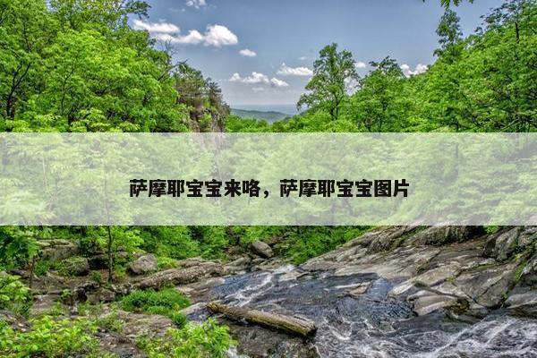 萨摩耶宝宝来咯，萨摩耶宝宝图片
