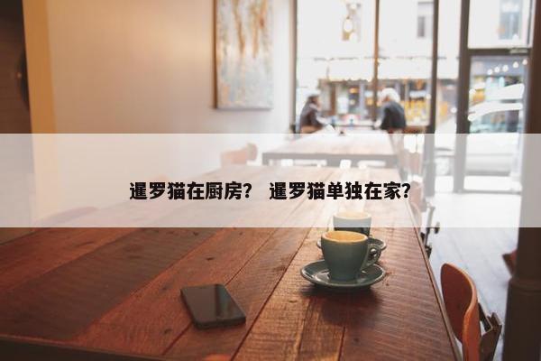 暹罗猫在厨房？ 暹罗猫单独在家？