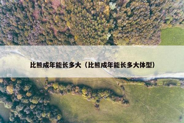 比熊成年能长多大（比熊成年能长多大体型）