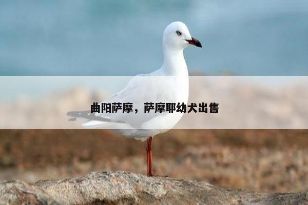 曲阳萨摩，萨摩耶幼犬出售