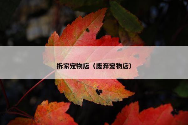 拆家宠物店（废弃宠物店）
