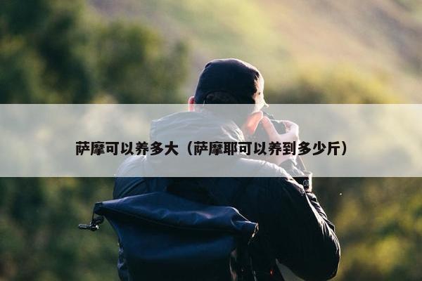 萨摩可以养多大（萨摩耶可以养到多少斤）