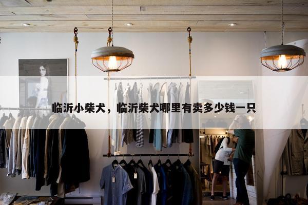 临沂小柴犬，临沂柴犬哪里有卖多少钱一只