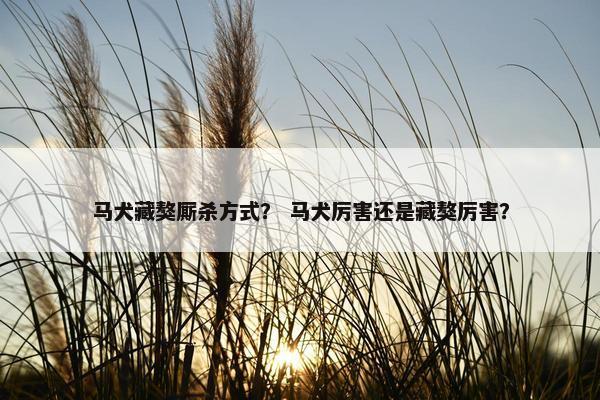 马犬藏獒厮杀方式？ 马犬厉害还是藏獒厉害？