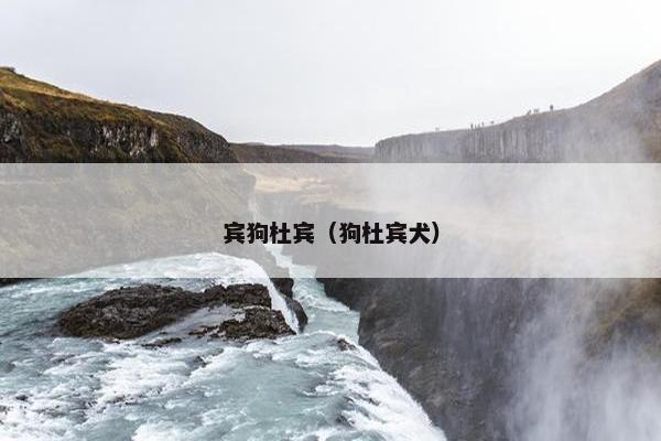 宾狗杜宾（狗杜宾犬）