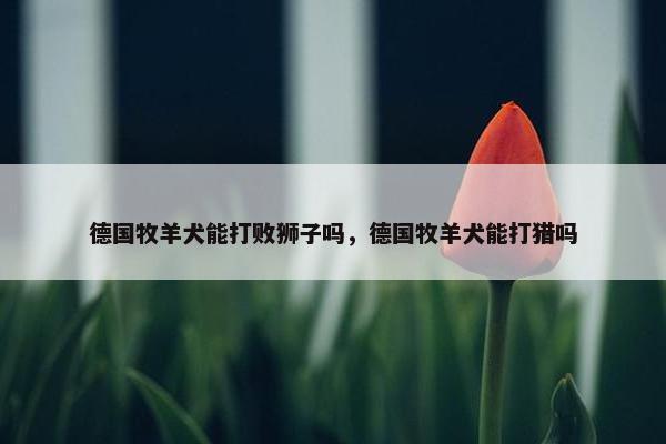 德国牧羊犬能打败狮子吗，德国牧羊犬能打猎吗