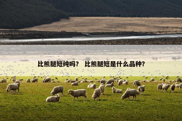 比熊腿短纯吗？ 比熊腿短是什么品种？