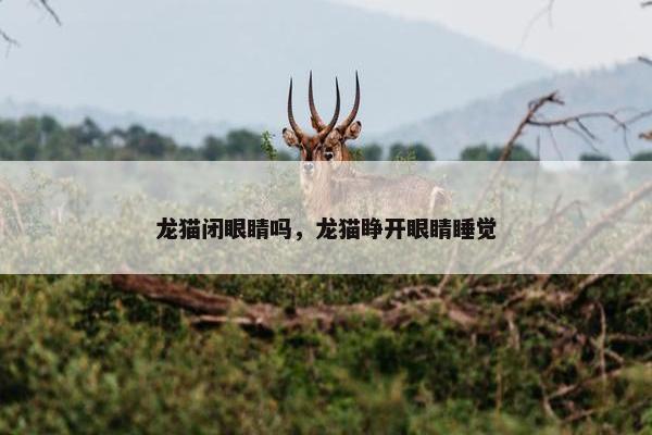 龙猫闭眼睛吗，龙猫睁开眼睛睡觉