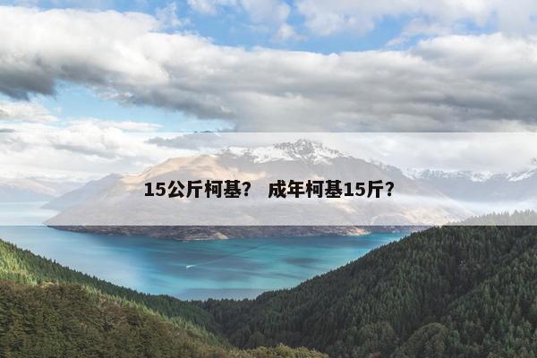 15公斤柯基？ 成年柯基15斤？