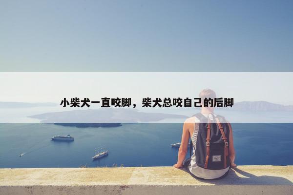 小柴犬一直咬脚，柴犬总咬自己的后脚