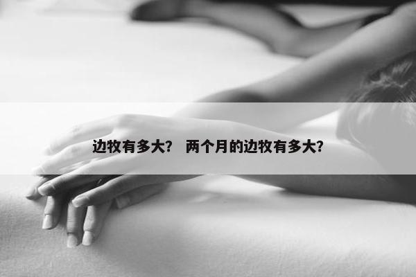 边牧有多大？ 两个月的边牧有多大？