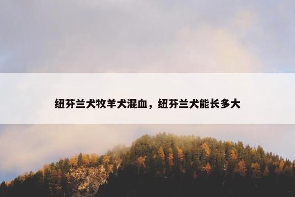 纽芬兰犬牧羊犬混血,纽芬兰犬能长多大