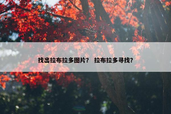 找出拉布拉多图片? 拉布拉多寻找?