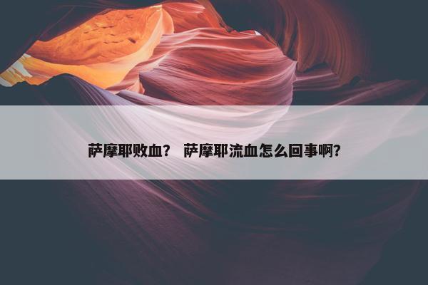 萨摩耶败血? 萨摩耶流血怎么回事啊?