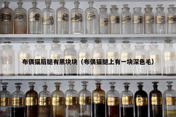 布偶猫后腿有黑块块（布偶猫腿上有一块深色毛）