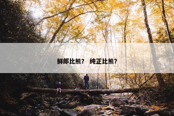 鲜郎比熊？ 纯正比熊？