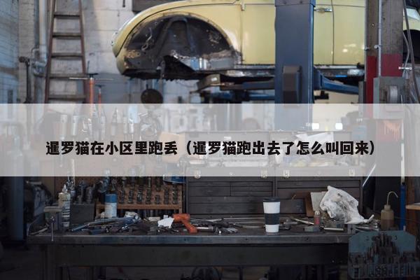 暹罗猫在小区里跑丢（暹罗猫跑出去了怎么叫回来）