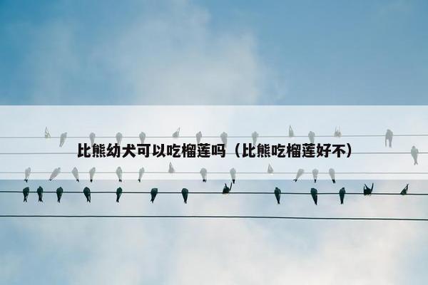 比熊幼犬可以吃榴莲吗（比熊吃榴莲好不）