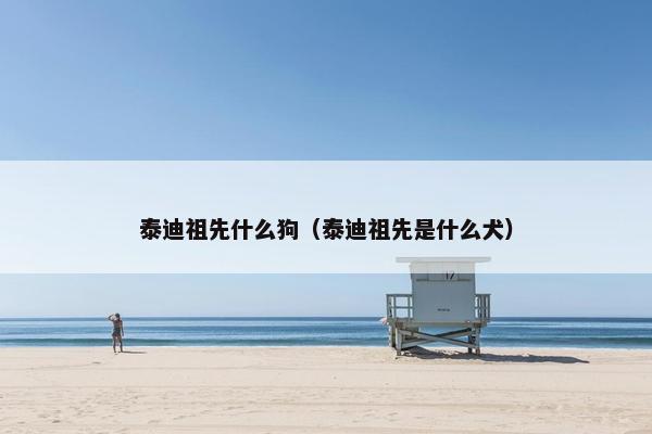 泰迪祖先什么狗（泰迪祖先是什么犬）