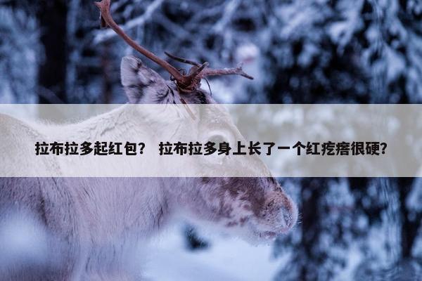 拉布拉多起红包？ 拉布拉多身上长了一个红疙瘩很硬？