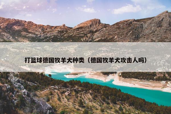 打篮球德国牧羊犬种类(德国牧羊犬攻击人吗)