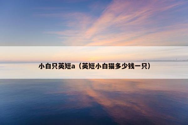 小白只英短a（英短小白猫多少钱一只）