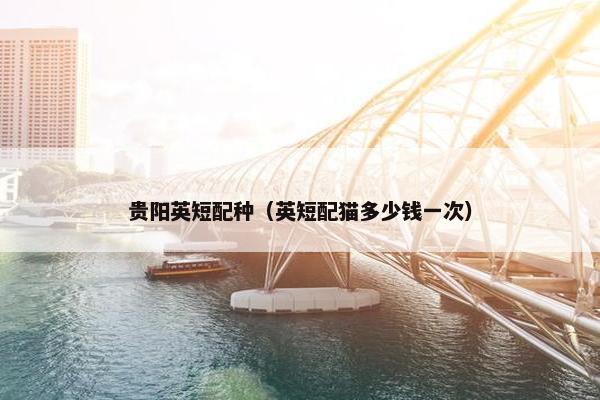 贵阳英短配种（英短配猫多少钱一次）