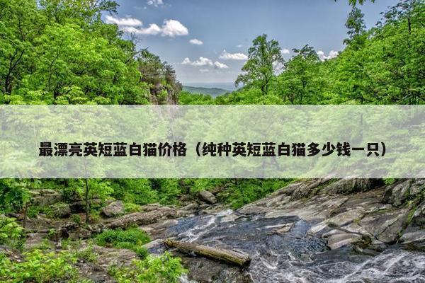 最漂亮英短蓝白猫价格（纯种英短蓝白猫多少钱一只）
