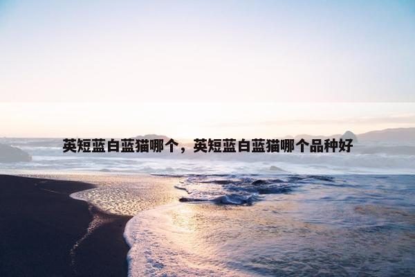 英短蓝白蓝猫哪个，英短蓝白蓝猫哪个品种好