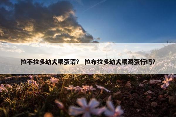 拉不拉多幼犬喂蛋清? 拉布拉多幼犬喂鸡蛋行吗?