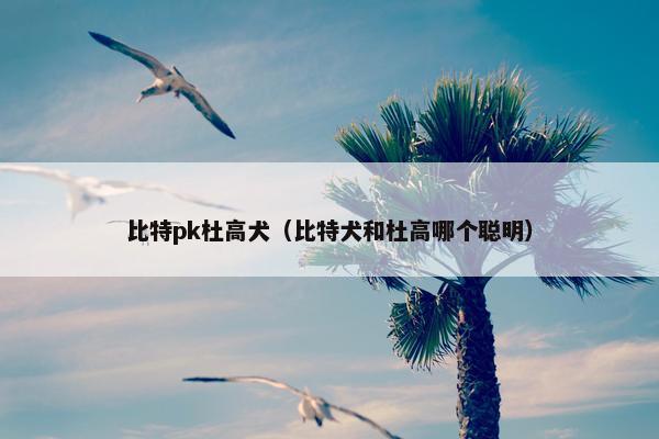 比特pk杜高犬（比特犬和杜高哪个聪明）