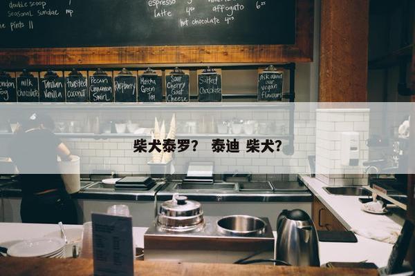 柴犬泰罗？ 泰迪 柴犬？