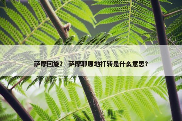 萨摩回旋？ 萨摩耶原地打转是什么意思？
