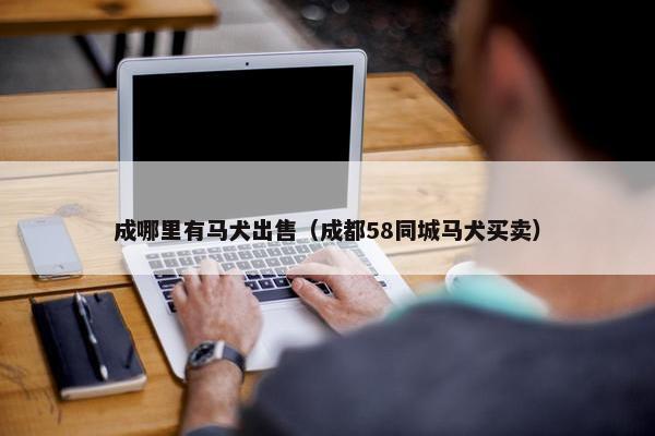 成哪里有马犬出售（成都58同城马犬买卖）