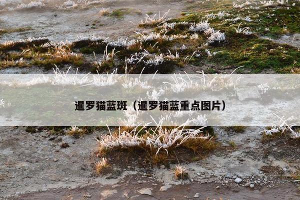 暹罗猫蓝斑(暹罗猫蓝重点图片)