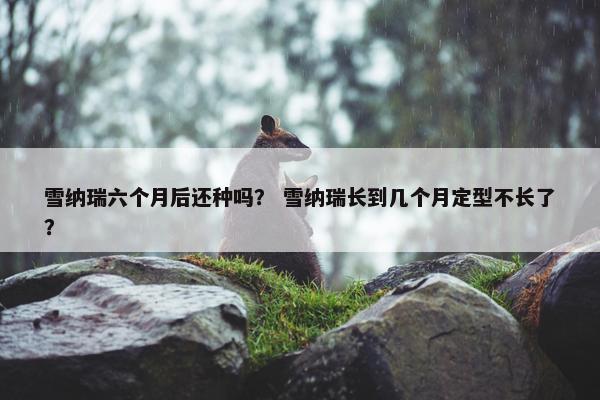 雪纳瑞六个月后还种吗? 雪纳瑞长到几个月定型不长了?