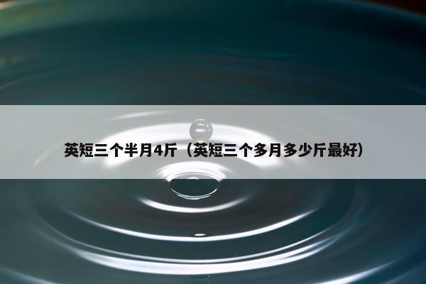 英短三个半月4斤（英短三个多月多少斤最好）