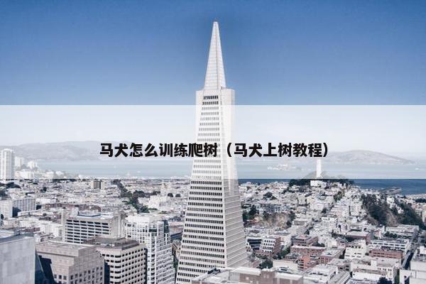 马犬怎么训练爬树（马犬上树教程）