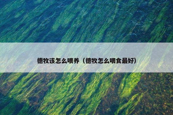 德牧该怎么喂养(德牧怎么喂食最好)