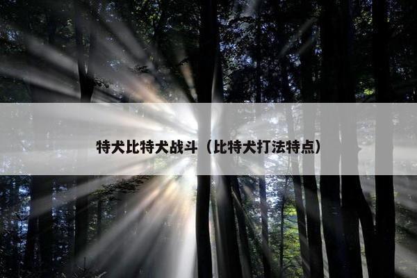 特犬比特犬战斗(比特犬打法特点)