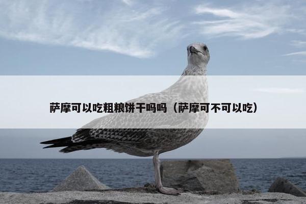 萨摩可以吃粗粮饼干吗吗(萨摩可不可以吃)