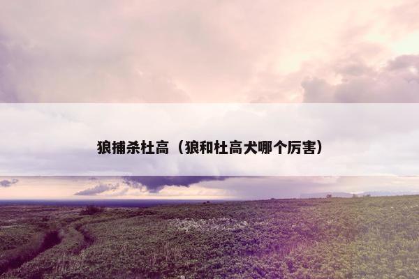 狼捕杀杜高（狼和杜高犬哪个厉害）