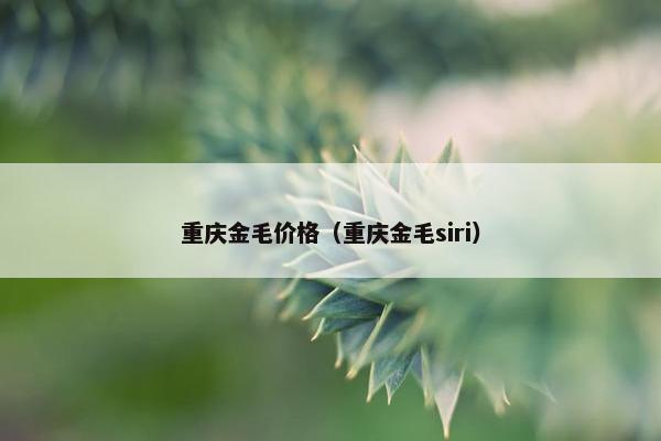 重庆金毛价格（重庆金毛siri）
