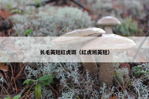 鲍勃