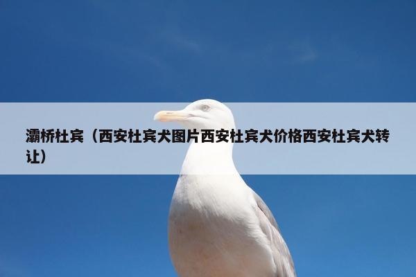 灞桥杜宾（西安杜宾犬图片西安杜宾犬价格西安杜宾犬转让）