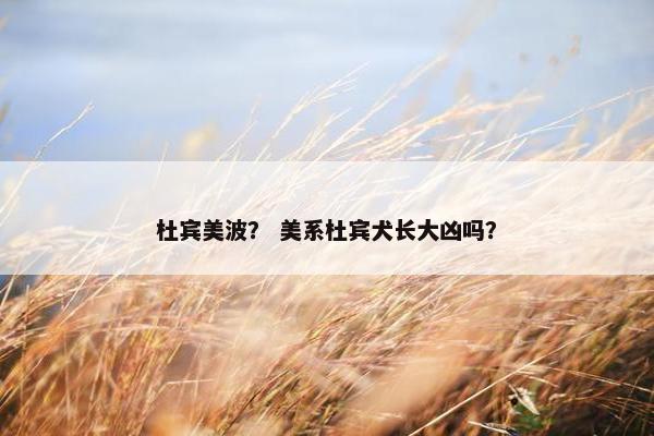 杜宾美波？ 美系杜宾犬长大凶吗？