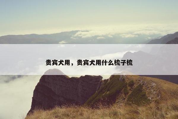 贵宾犬用,贵宾犬用什么梳子梳
