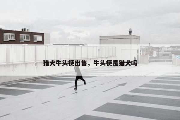 猎犬牛头梗出售,牛头梗是猎犬吗
